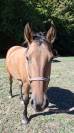 Jument/Poney D