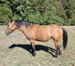 Jument/Poney D