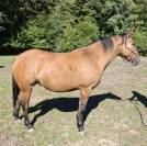 Jument/Poney D
