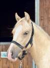 M&acirc;le Welsh part Bred