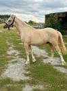 M&acirc;le Welsh part Bred