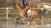 &Agrave; vendre Hongre Bozouls de 9 ans