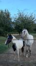 Poulain de 2ans 