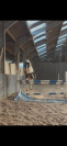 Poulain de 2ans 