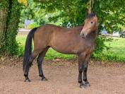 Hongre 2 ans SF par Mylord Carthago x Contendro 