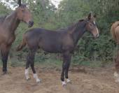 Foal SF m&acirc;le 