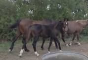 Foal SF m&acirc;le 