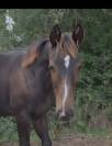 Foal SF m&acirc;le 