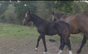 Foal SF m&acirc;le 