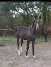Foal SF m&acirc;le 
