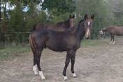 Foal SF m&acirc;le 