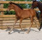Foal Urianto vd Dries / Stedinger