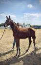 Foal Urianto vd Dries / Stedinger