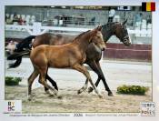 Foal Urianto vd Dries / Stedinger