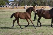 Foal Urianto vd Dries / Stedinger