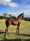 Foal Urianto vd Dries / Stedinger