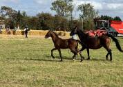 Foal Urianto vd Dries / Stedinger