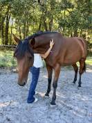 Mare French Trotter For sale 2021 Bay