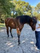 Mare French Trotter For sale 2021 Bay