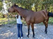 Mare French Trotter For sale 2021 Bay