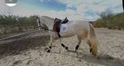 Superbe Lusitanien isabelle de 4 ans, tr&egrave;s gentil