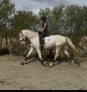 Superbe Lusitanien isabelle de 4 ans, tr&egrave;s gentil