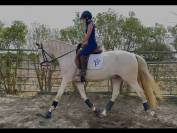 Superbe Lusitanien isabelle de 4 ans, tr&egrave;s gentil