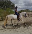 Superbe Lusitanien isabelle de 4 ans, tr&egrave;s gentil