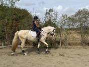 Superbe Lusitanien isabelle de 4 ans, tr&egrave;s gentil