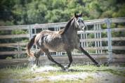 M&acirc;le 3ans 1m51 Connemara Part Bred