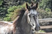 M&acirc;le 3ans 1m51 Connemara Part Bred
