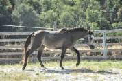 M&acirc;le 3ans 1m51 Connemara Part Bred