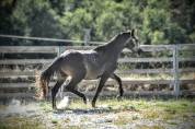 M&acirc;le 3ans 1m51 Connemara Part Bred