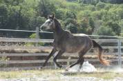 M&acirc;le 3ans 1m51 Connemara Part Bred