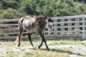 M&acirc;le 3ans 1m51 Connemara Part Bred