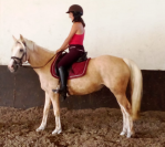 Ponette 4ans Welsh PB 1m42 Palomino