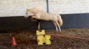 Ponette 4ans Welsh PB 1m42 Palomino