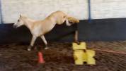 Ponette 4ans Welsh PB 1m42 Palomino