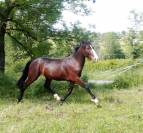 Tr&egrave;s beau M&acirc;le 2ans 1m48 PFS