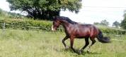 Tr&egrave;s beau M&acirc;le 2ans 1m48 PFS