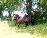 Tr&egrave;s beau M&acirc;le 2ans 1m48 PFS
