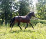 Tr&egrave;s beau M&acirc;le 2ans 1m48 PFS