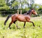 M&acirc;le 2ans Wpb sport 1m31