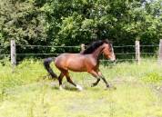 M&acirc;le 2ans Wpb sport 1m31