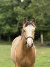 Poney Fran&ccedil;ais de Selle - 1 an