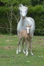 Poney Fran&ccedil;ais de Selle - 1 an