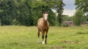 Poney Fran&ccedil;ais de Selle - 1 an