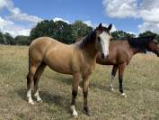 Poney Fran&ccedil;ais de Selle - 1 an