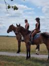 Cheval polyvalent et de loisirs