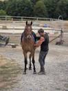 Cheval polyvalent et de loisirs